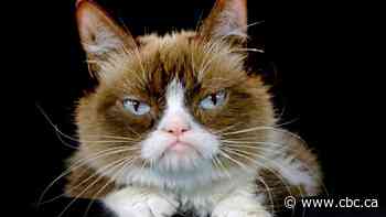 Cats' faces really are hard to read, but some people can do it, study finds