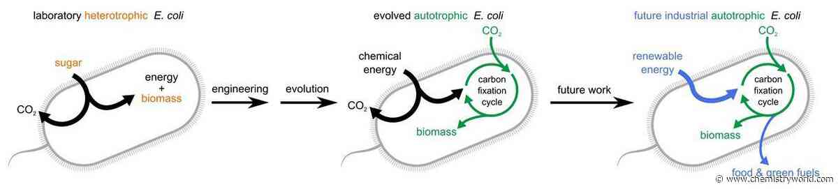 Bacterium forced to evolve to consume carbon dioxide to make biomass