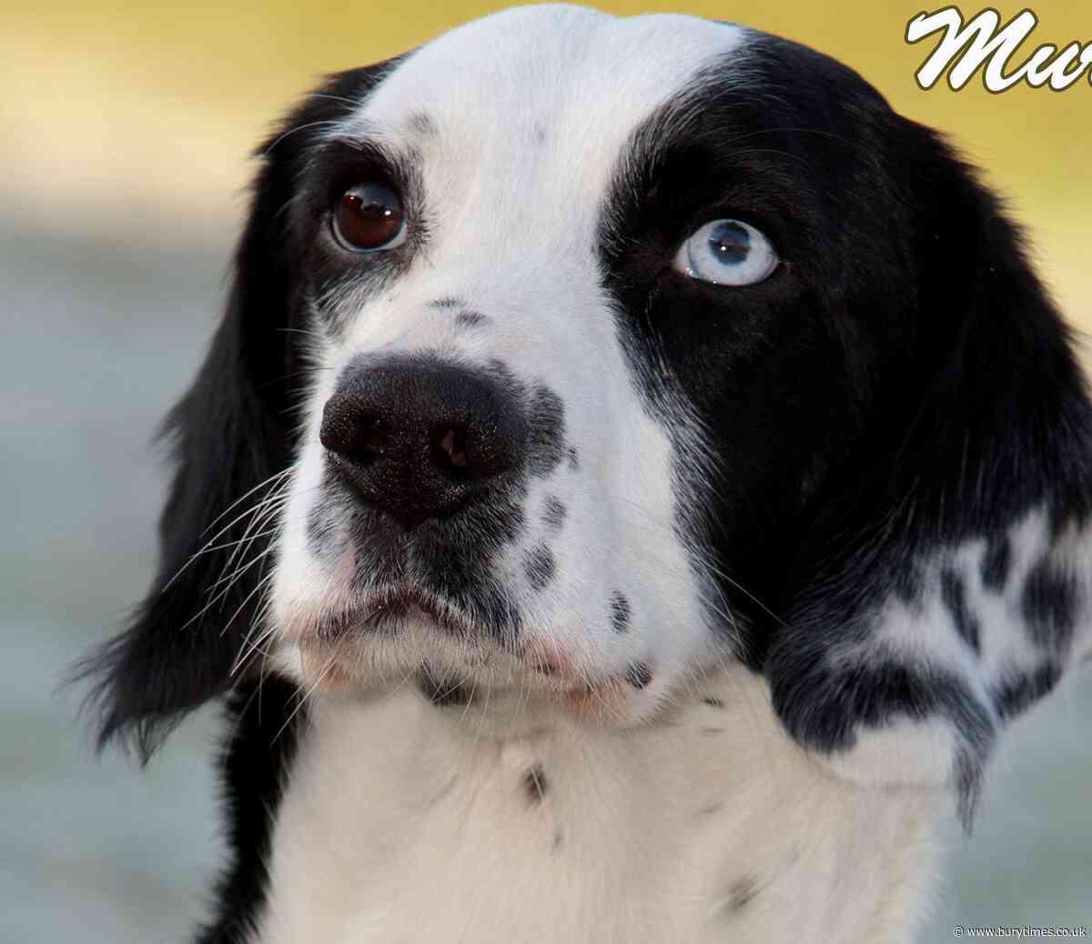 Meet these paw-fect new recruits ready for action with Greater Manchester Police