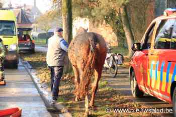 Eigenaar redt met gevaar voor eigen leven paard uit brandende stal