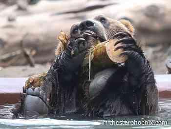 Photos: Best StarPhoenix images from 2010 to 2019