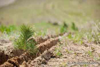 Echo Bay Farmer Heralds Continuation of Tree Planting Program