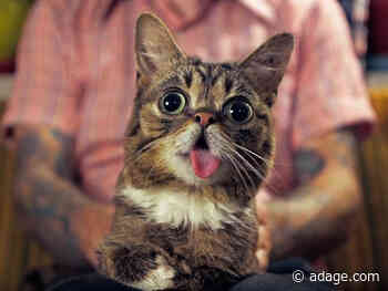 Remembering Lil Bub’s marketing prowess