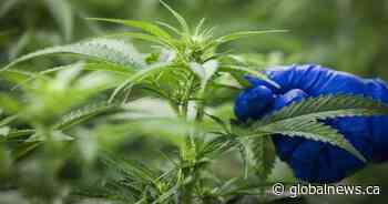 U of A partners with Edmonton cannabis company to research treatment of neurological diseases