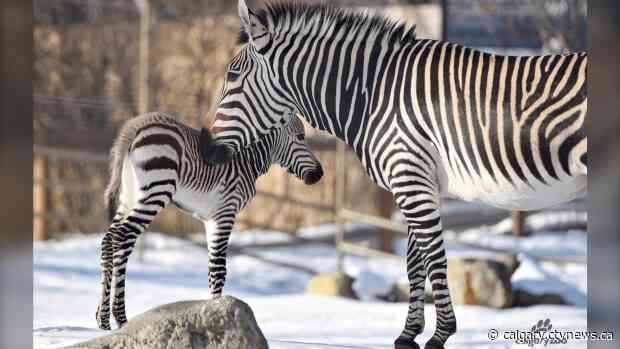 Zebra foal born at the Calgary Zoo