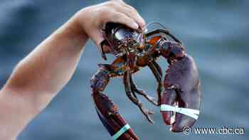 Quebec lobster fishery is thriving, federal report shows