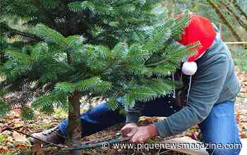 Here's what you need to do if you want to cut down a Christmas tree in B.C.