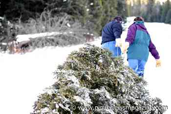 Sea to Sky Christmas tree cutting permits available