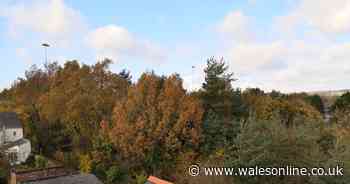 Council stops auction to sell off woodland close to one of Cardiff's busiest roads