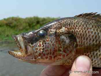 These female fish can create a new species if their partners are hot enough     - CNET