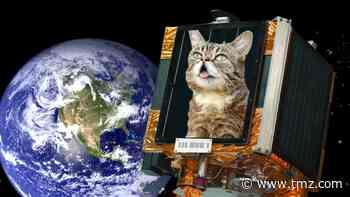 Lil Bub's Owner Wants To Launch Celeb Cat's Remains Into Space