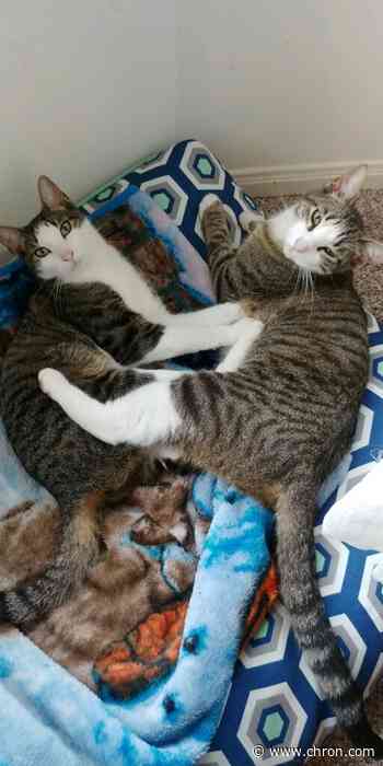 Attendant relieved of duty as Pearland PD opens investigation into cat's euthanization