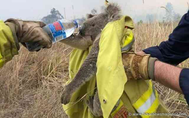 B.C. firefighters head Down Under to help battle extreme wildfire season