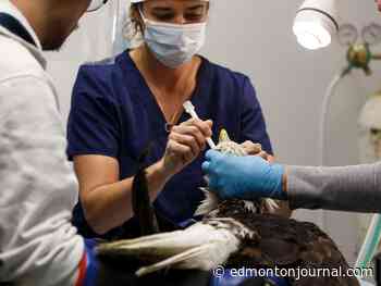Photos: WILDNorth team working to help bald eagle soar again