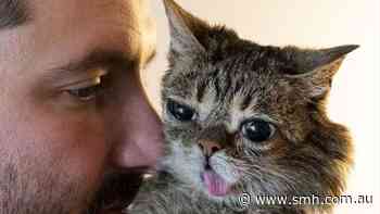 Lil Bub, pioneer in internet-famous rich cats, dies