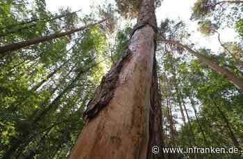 Kreis Forchheim: Der Wald siecht langsam dahin