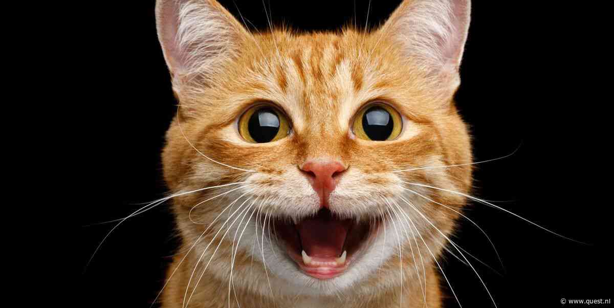 Met deze test ontdek je of je een kattenfluisteraar bent