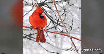 From Camera Roll to Canvas: Make Art From Your Photos