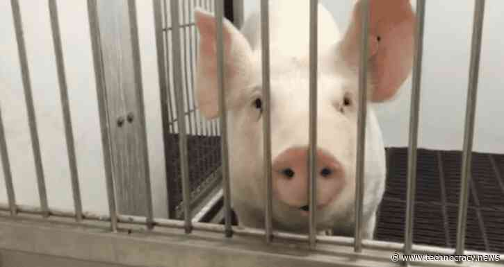 Genetic Engineering In China Is Exploding