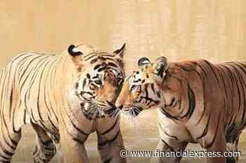 Tiger walks 1,300 kms unnoticed! Quest for new territory and mates?