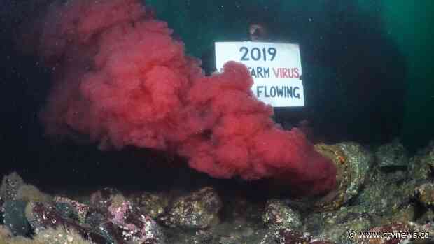 Wild salmon once again swimming in potentially dangerous bloodwater in B.C.