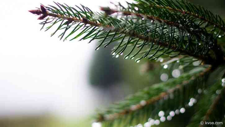 Permits to cut Christmas trees in Coronado National Forest on sale