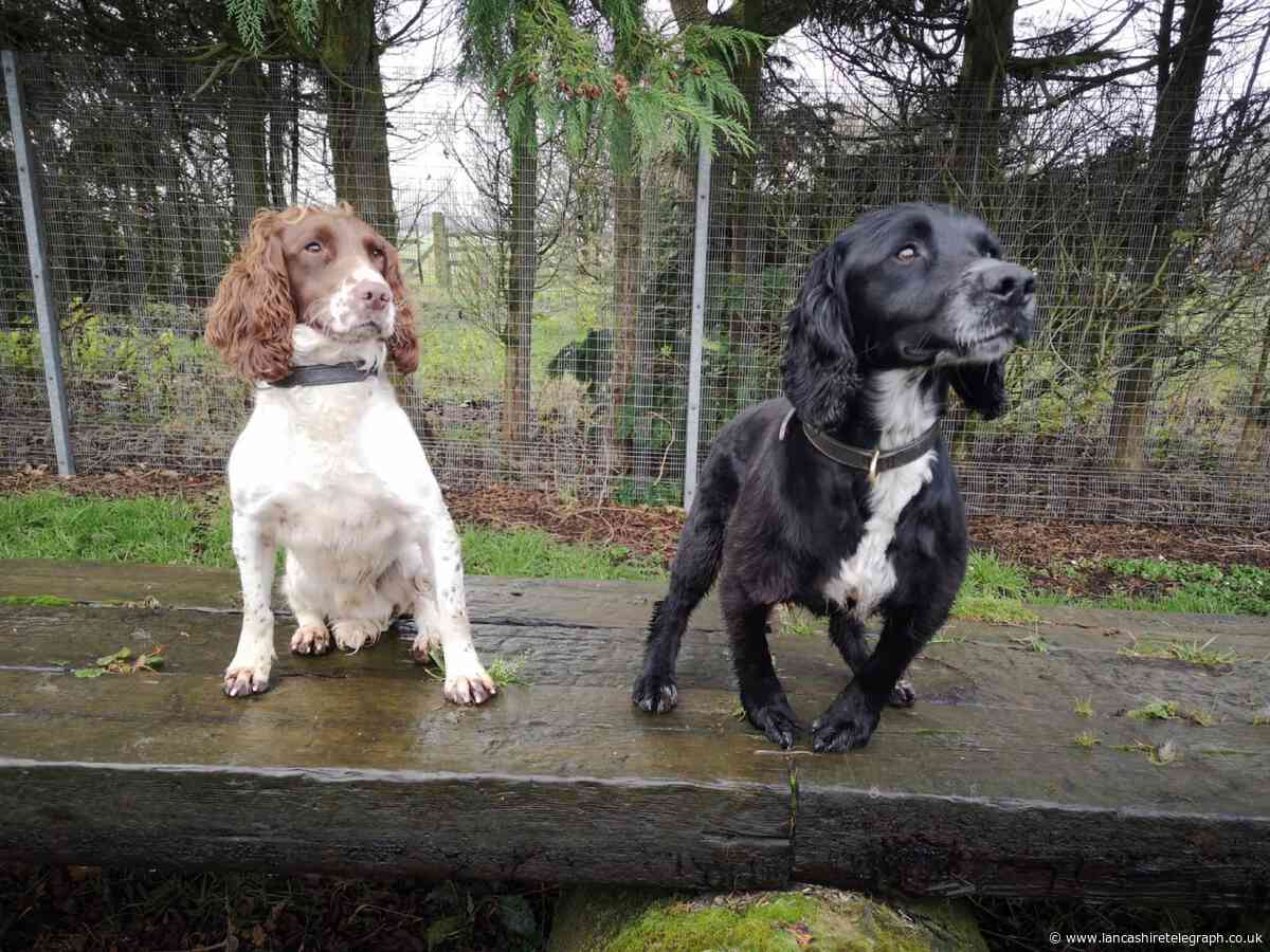 Pawfect pair ready to start fighting crime