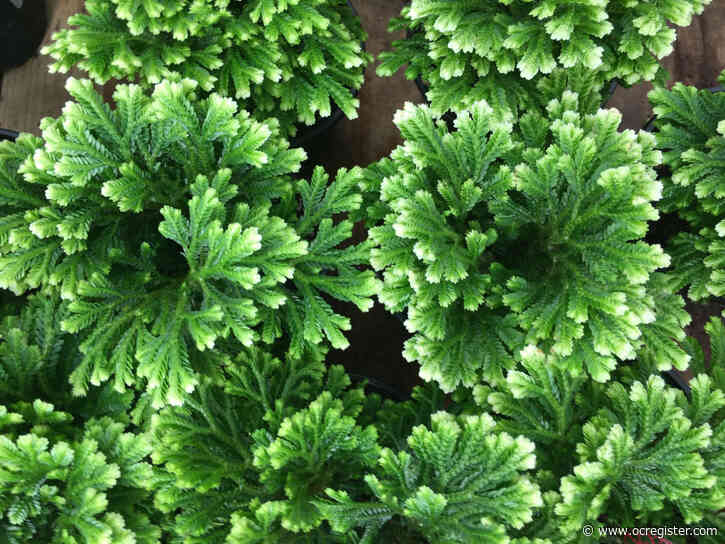 Gardening: A mystery plant and the dawn of a dinosaur garden