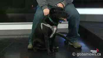 Edmonton Humane Society: Bartholomew Wigglesbottom