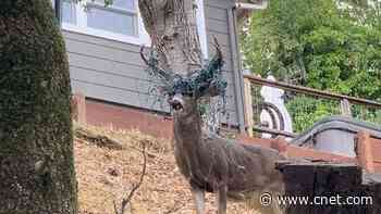 Deer with antlers full of Christmas lights sparks holiday-decor warning     - CNET