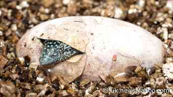 Endangered lizards bred for first time at UK zoo