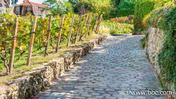 Paris’ hidden vineyards