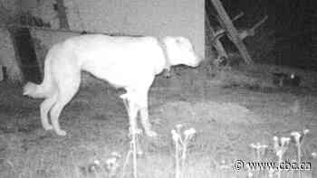 Missing dog spotted on surveillance video after living in wild for 8 months