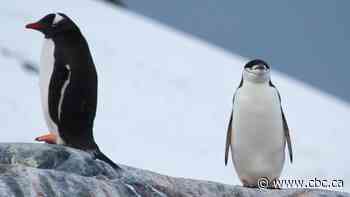 Penguin diets key to understanding how climate change could affect humans: study