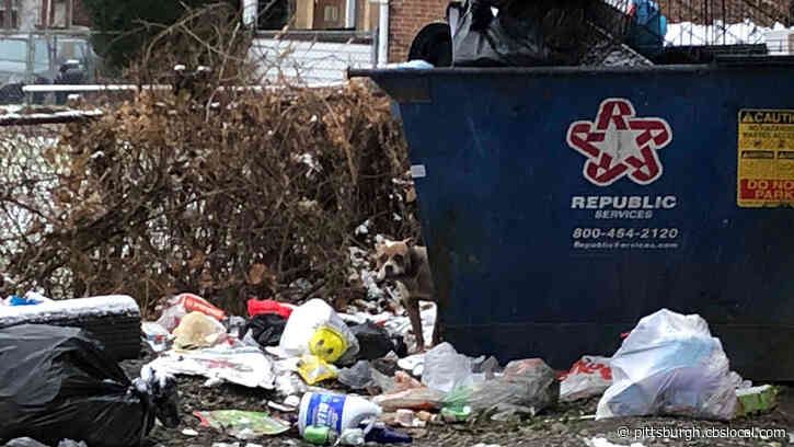 Police Investigating After Finding Dog, Crate Left At Dumpster