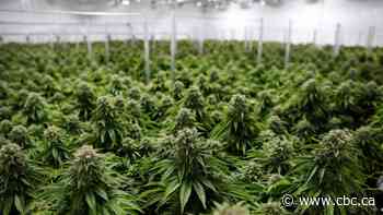 Former SickKids Motherisk website now directs to cannabis blog, hospital says