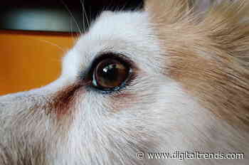 Ever wonder what animal vision is like? This software will show you