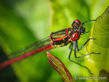 Macro photos (close-up shots) look great even on a phone with these pro tricks     - CNET