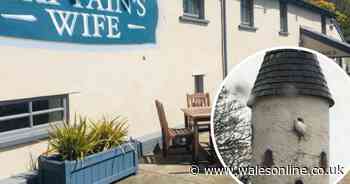 The future for the doves whose dovecote was blocked up at The Captain’s Wife pub in Sully