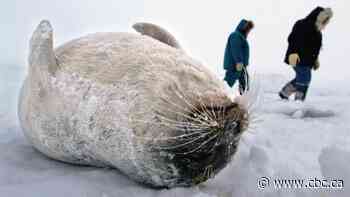 Label ringed seals a species of concern, wildlife advisers tell feds