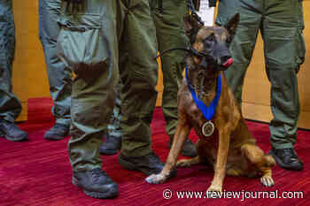 Las Vegas police dog wounded on duty honored by City Council