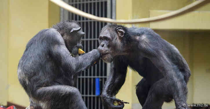 Heidelberger Zoo: Wie glücklich ist Epulu? Und was läuft da mit Susi?