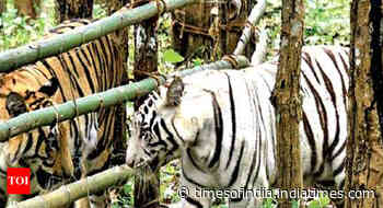 When stranded tourists saw tigers getting closer