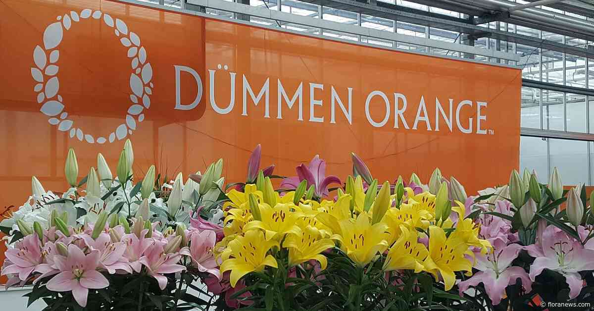 Investering in Dümmen Orange heeft BC Partners nog geen goud opgeleverd