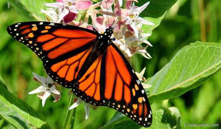 Judge Blocks Construction of Privately-Funded Border Wall to Protect Butterfly Sanctuary