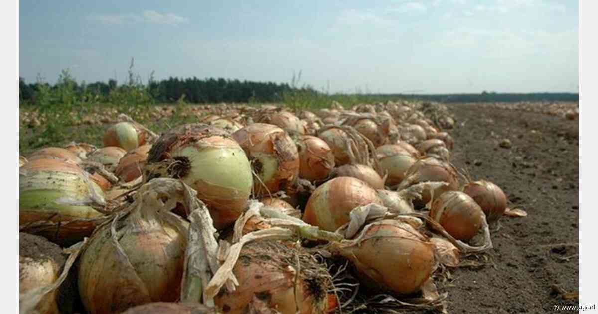 Eén op de vijf uien in Honduras komt uit Nederland
