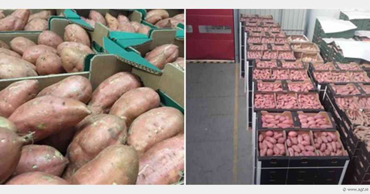 Stabiele prijzen voor de Spaanse zoete aardappelen