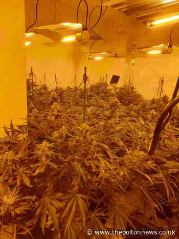Large cannabis farm found in Radcliffe drug bust
