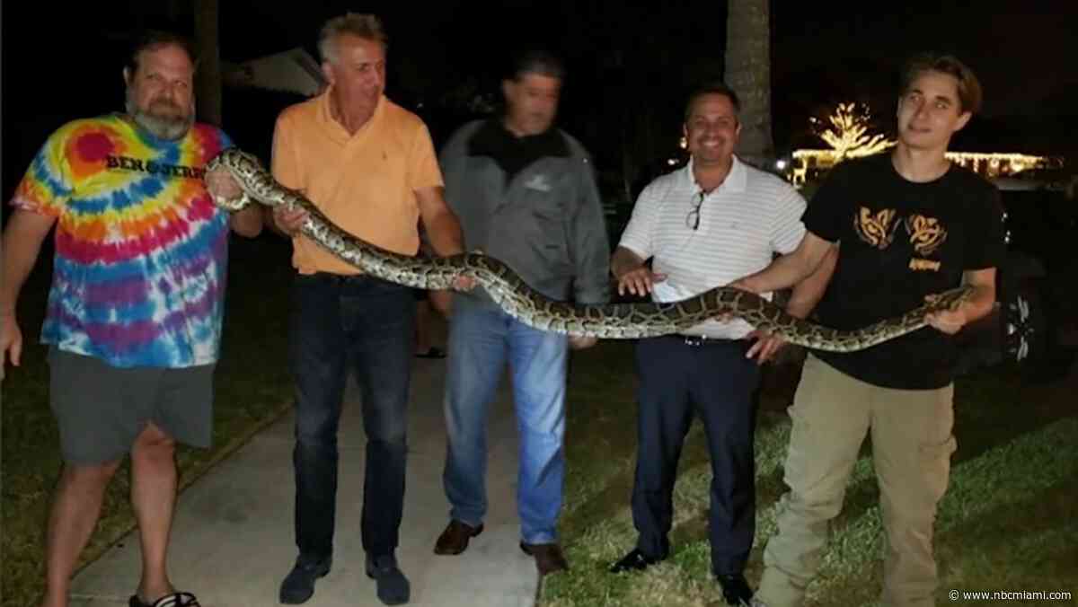 Burmese Python Found Outside Kendall Neighborhood