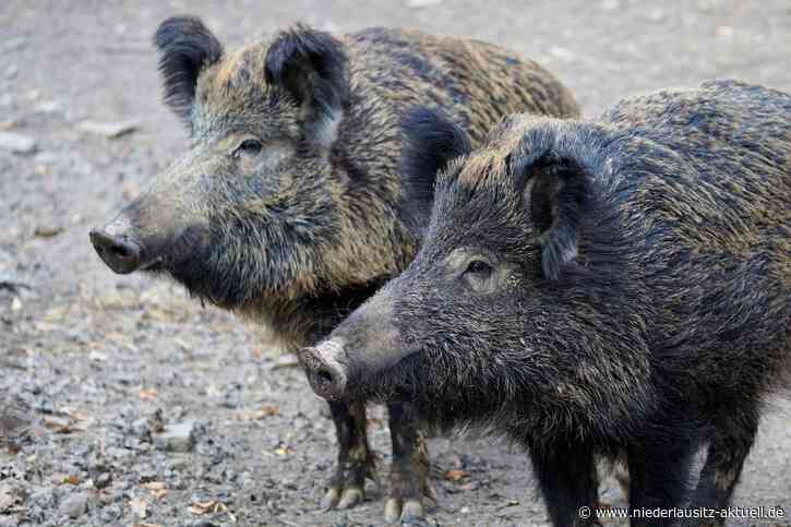 Fälle Afrikanischer Schweinepest in Westpolen bestätigt. Sachsen probt Ernstfall